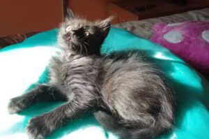 Entre R&iacute;os Veterinaria