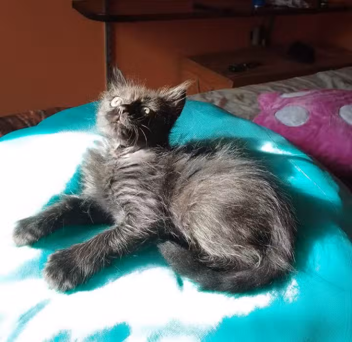 Entre R&iacute;os Veterinaria