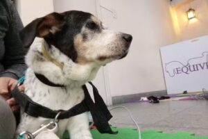 Equivets &ndash; Fisioterapia Veterinaria