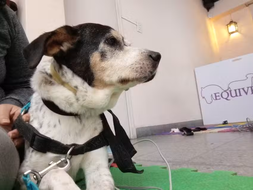 Equivets &ndash; Fisioterapia Veterinaria