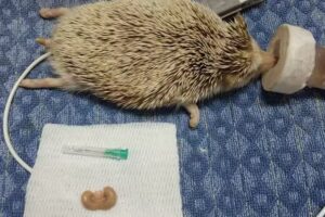 Fauna Vets &ndash; Veterinarios de animales Ex&oacute;ticos