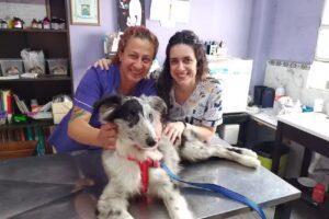 Felycan Veterinaria Flav