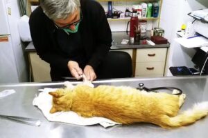 Fernando Simoncini CONSULTORIO VETERINARIO