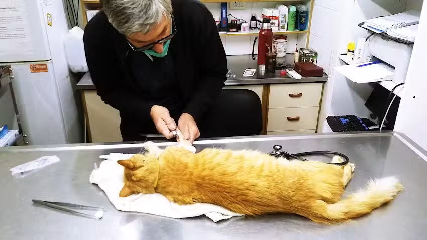 Fernando Simoncini CONSULTORIO VETERINARIO