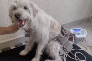 FISIOESTE (Fisioterapia y Ozonoterapia Veterinaria)