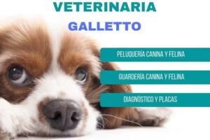 Galletto &ndash; Cl&iacute;nica Veterinaria