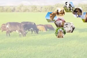 GHISIGLIERI VETERINARIA