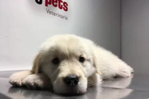 Happy Pets Veterinaria