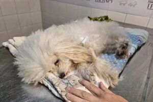 HOCICOS VETERINARIA PET SHOP