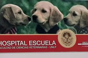 Hospital Escuela Facultad de Ciencias Veterinarias