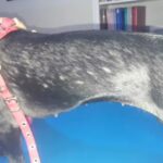 HOSPITAL VETERINARIO