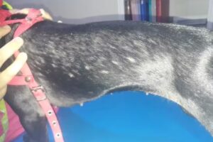 HOSPITAL VETERINARIO