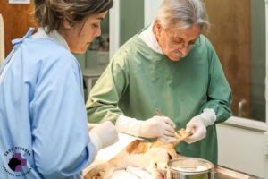 Hospital Veterinario Cruz Violeta