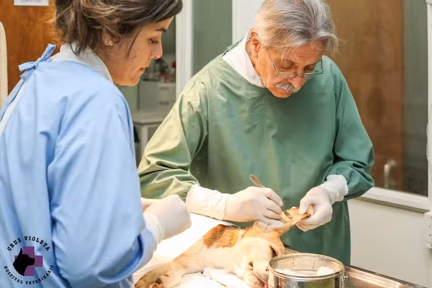 Hospital Veterinario Cruz Violeta