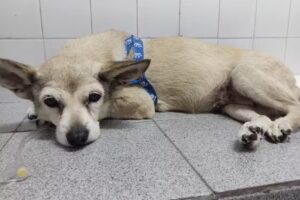 Hospital Veterinario del Sol