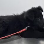 Hospital Veterinario Del Sur