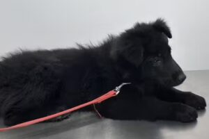 Hospital Veterinario Del Sur