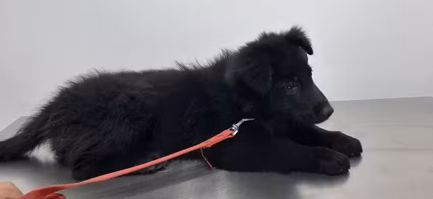 Hospital Veterinario Del Sur