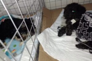 Hospital Veterinario General Pacheco