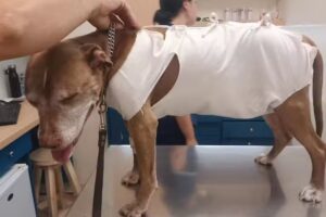 Hospital Veterinario Julieta