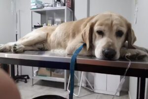 Hospital Veterinario Malvinas Argentinas