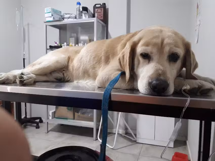 Hospital Veterinario Malvinas Argentinas