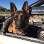 HOSPITAL VETERINARIO MODELO