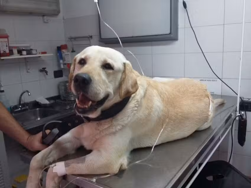 Hospital Veterinario Mv Silvia Milei