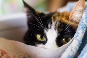 Hospital Veterinario Santa Ana