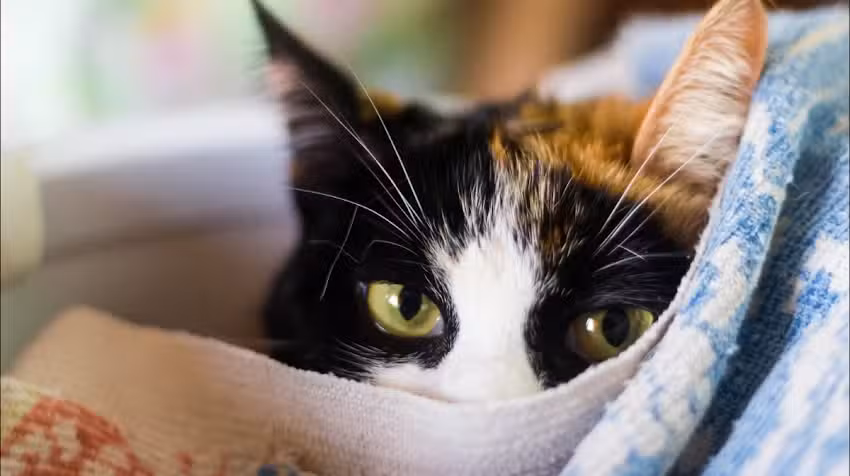 Hospital Veterinario Santa Ana