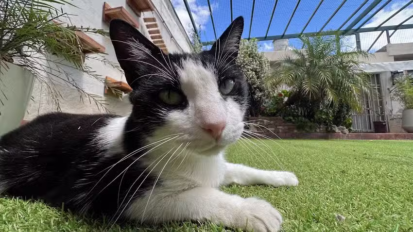Hotel Felino Nich