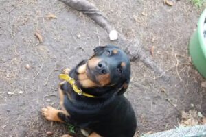 Htal. Veterinario Molina Arrotea