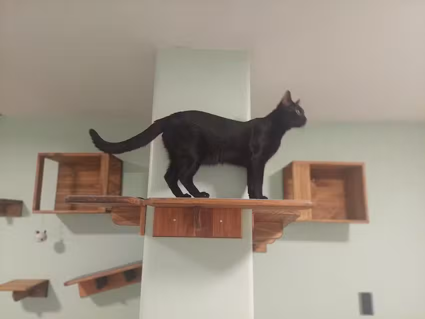 IneCatVet