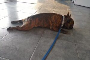 Instituto de Gastroenterolog&iacute;a y Videoendoscop&iacute;a Veterinaria