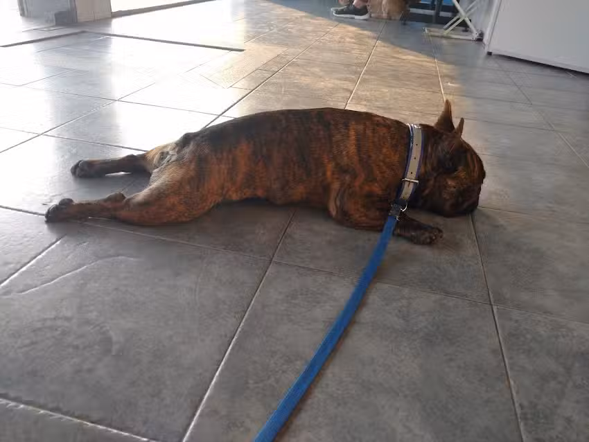 Instituto de Gastroenterolog&iacute;a y Videoendoscop&iacute;a Veterinaria