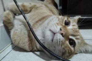 Instituto Veterinario Dr. Jos&eacute; Casagrande