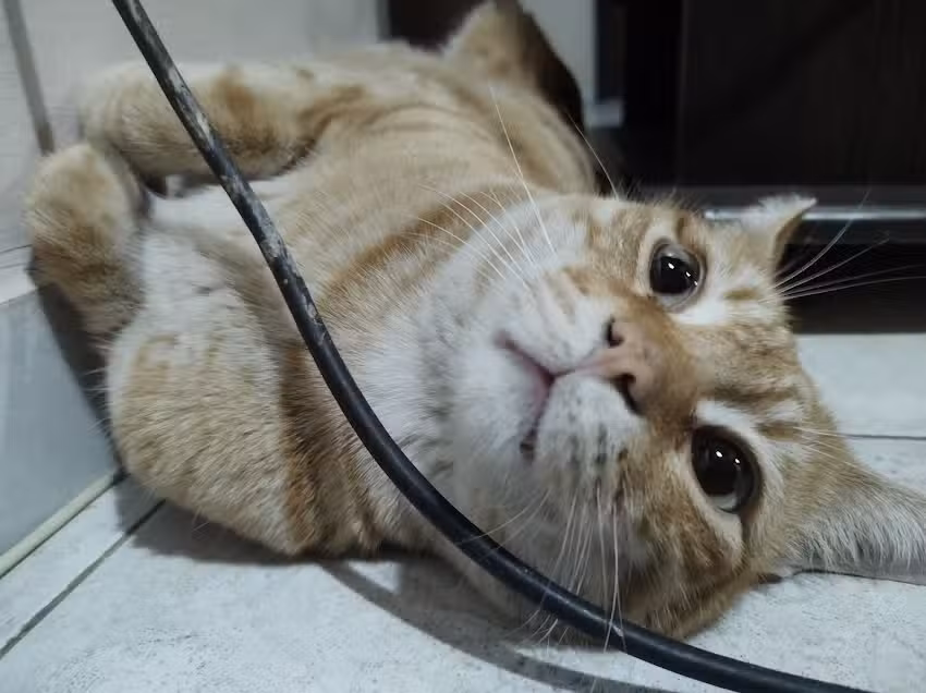 Instituto Veterinario Dr. Jos&eacute; Casagrande