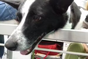 Instituto Veterinario Rosario