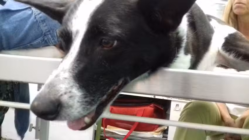 Instituto Veterinario Rosario