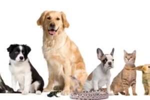 K-NINO&acute;S CONSULTORIO VETERINARIO