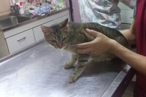 Kovalsky Analia, El Cencerro Veterinaria