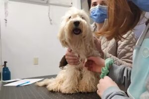 LA CL&Iacute;NICA &ndash; MEDICINA VETERINARIA