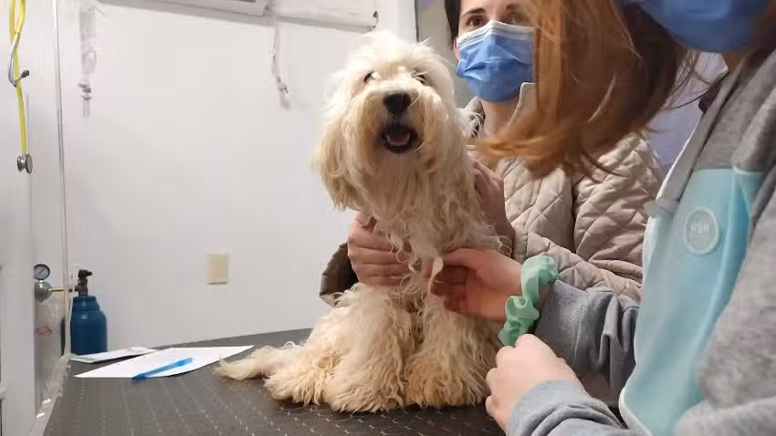 LA CL&Iacute;NICA &ndash; MEDICINA VETERINARIA