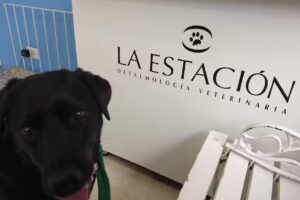La Estaci&oacute;n Oftalmolog&iacute;a Veterinaria