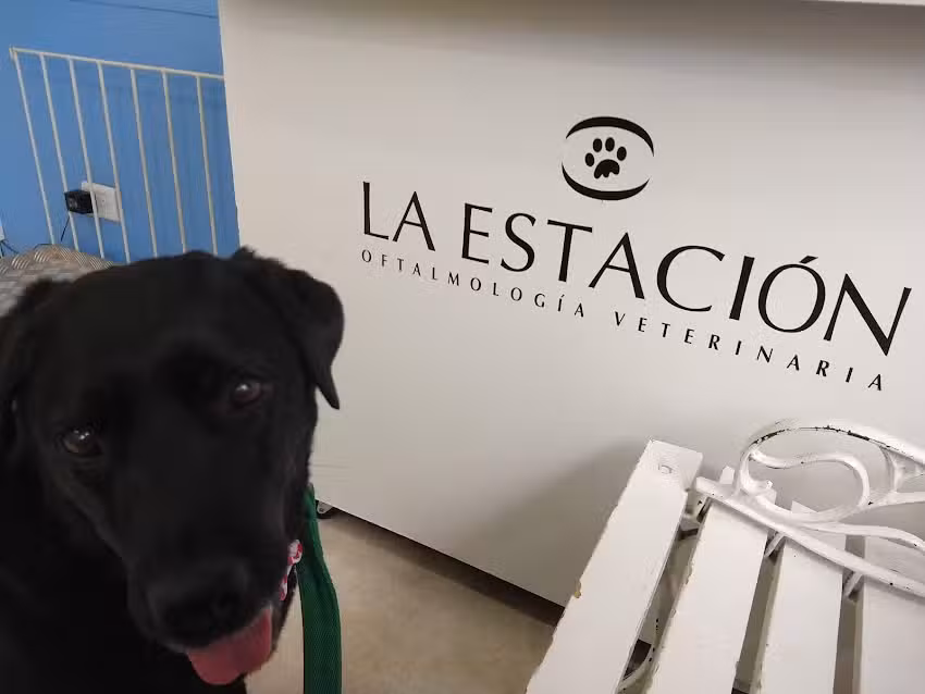La Estaci&oacute;n Oftalmolog&iacute;a Veterinaria