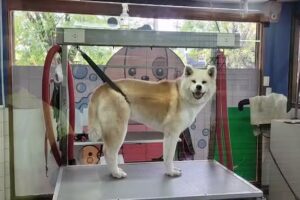 LA GRANJA · Veterinaria & Pet Shop