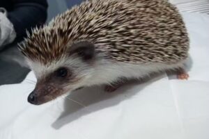 La Martina Veterinaria