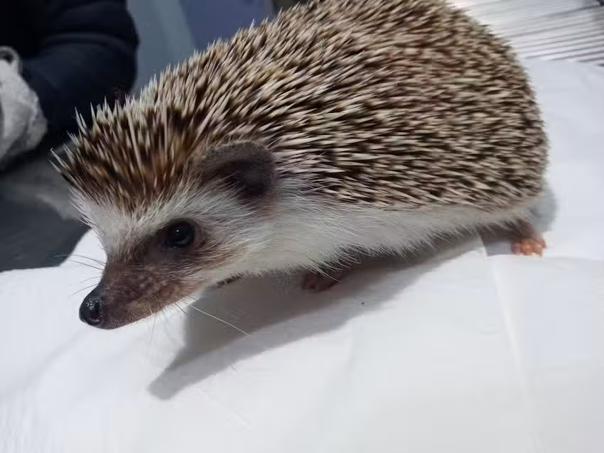 La Martina Veterinaria