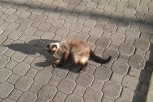 Laboratorio Llamas &reg; &ndash; An&aacute;lisis de Alimentos