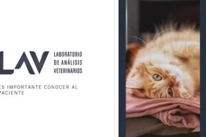 LAV Laboratorio de An&aacute;lisis Veterinario